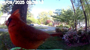 Beoals Smart Wi-Fi Bird Feeder for Blink Camera